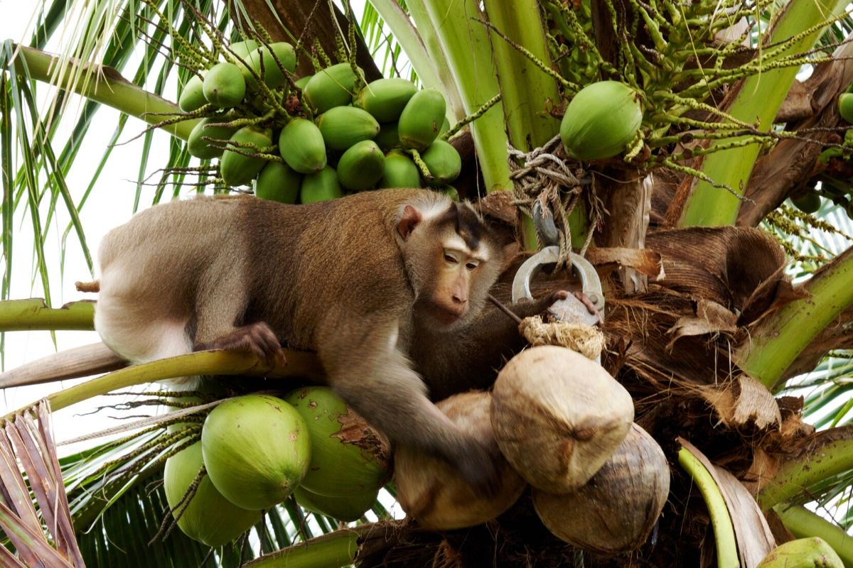 Are Monkeys Picking Coconuts: Myths & Truths